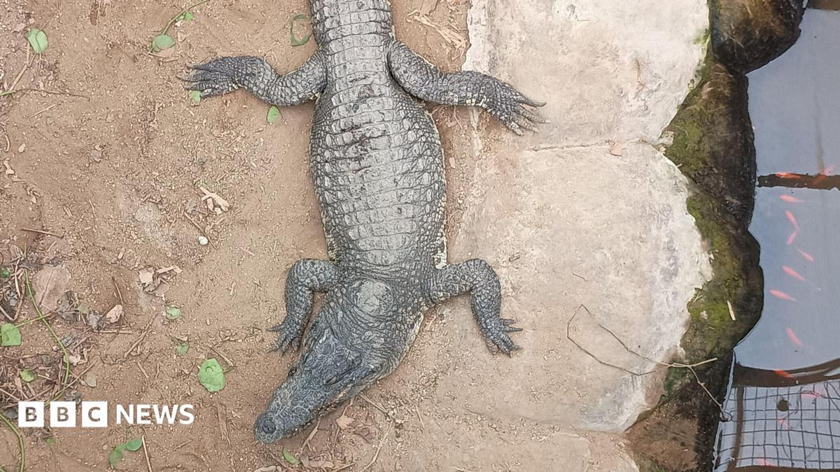 Boy, 3, injured in crocodile attack returns home