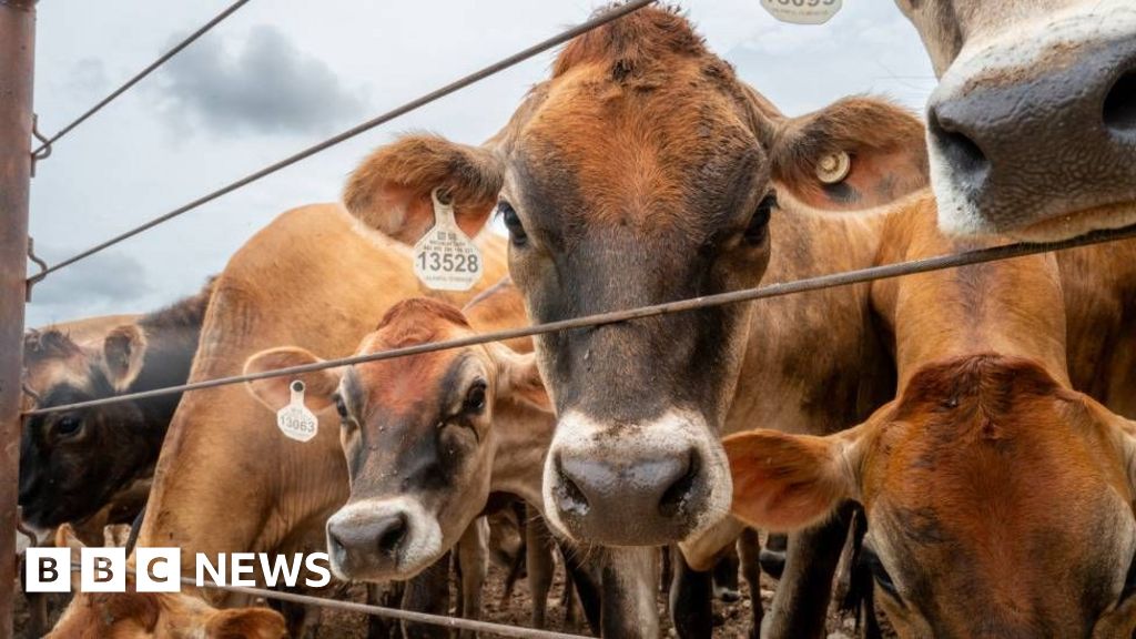 Canada bans Texas cattle over flesh-eating screwworm outbreak in US