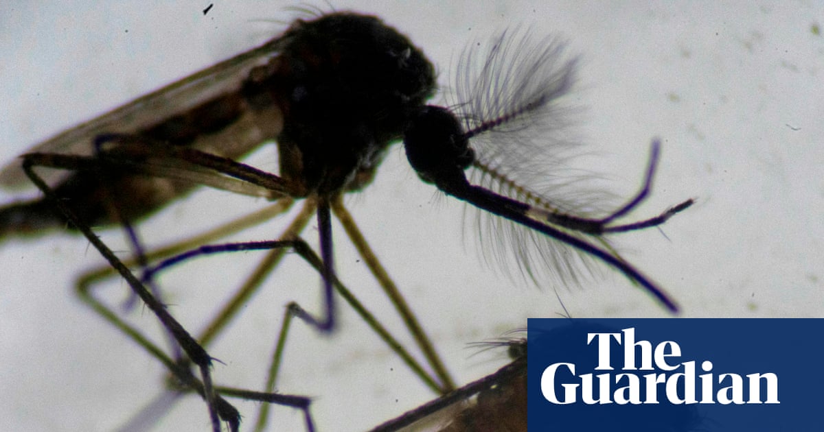Invasive tropical mosquito found breeding in east London
