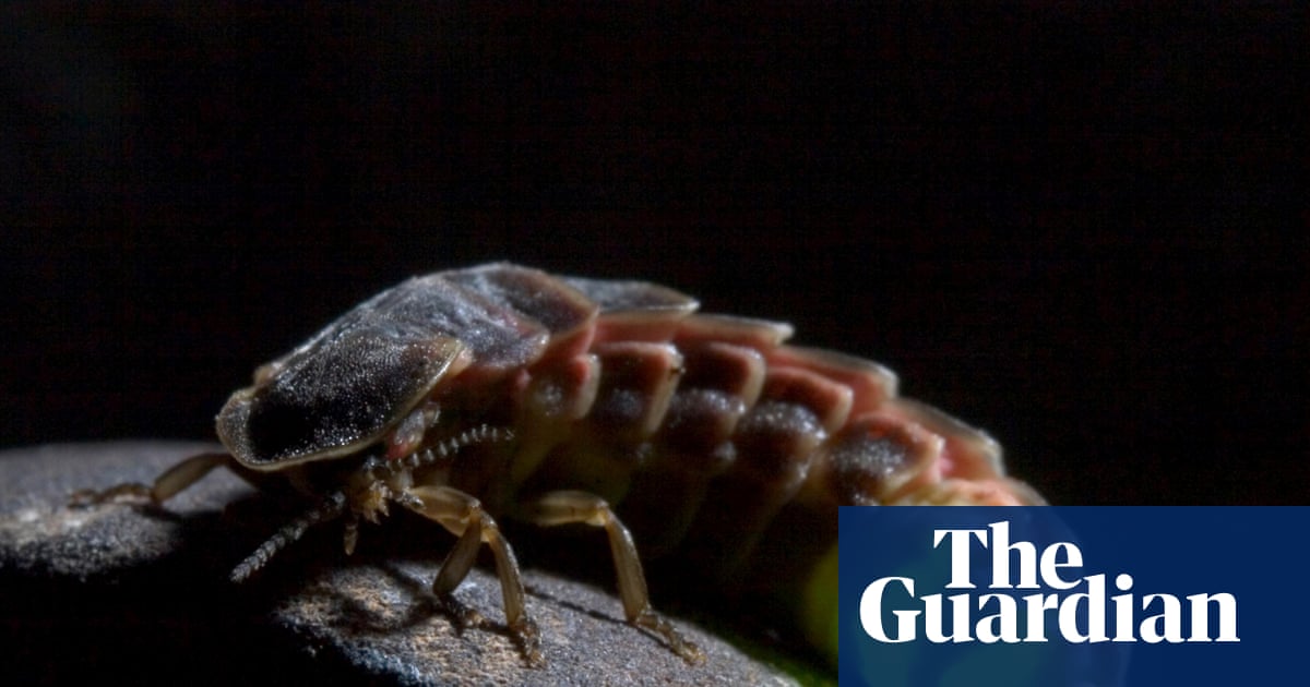 Glowworms shine again in North Yorkshire after larvae reared in garden shed
