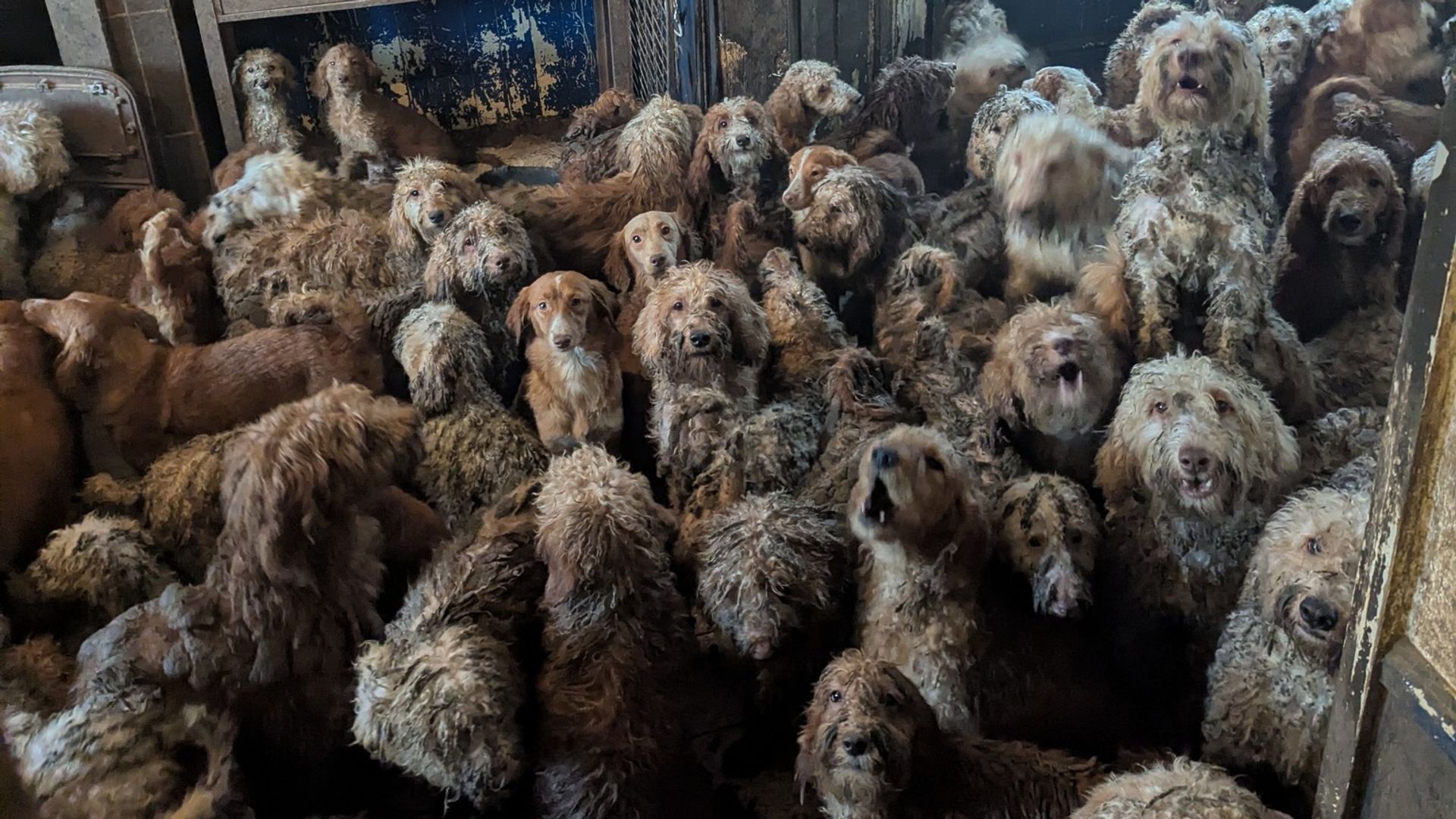 The photo that left people so aghast they thought it was AI