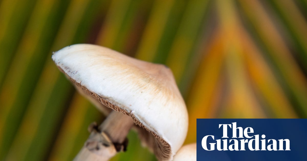 Single dose of magic mushroom psychedelic can cause anatomical brain changes, study finds