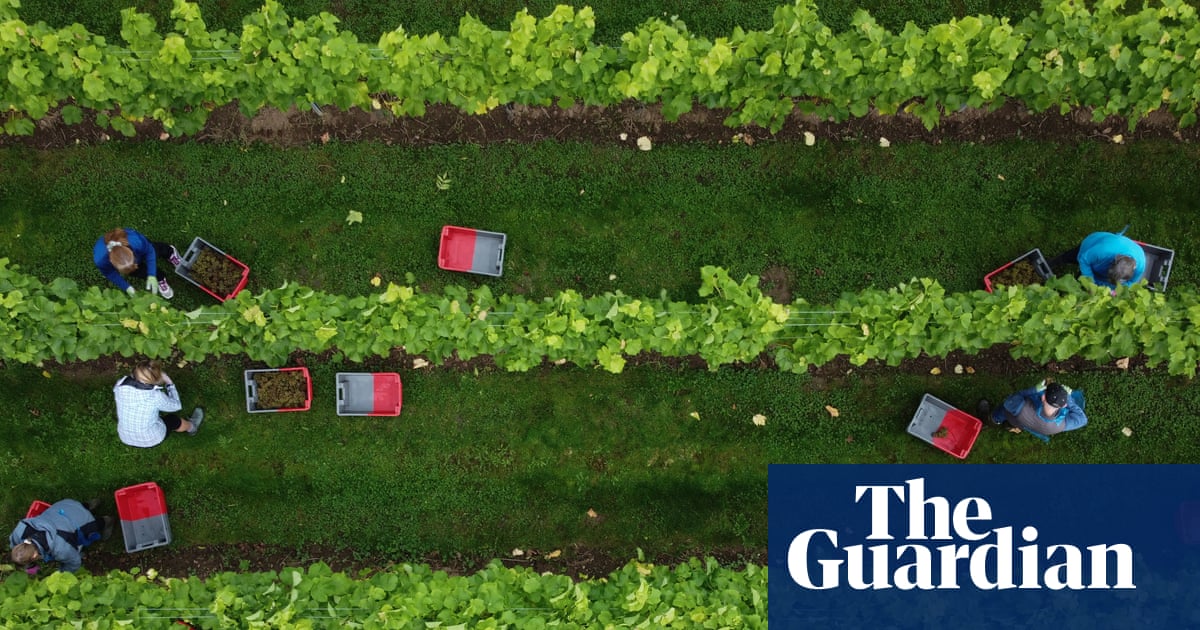 English and Welsh winemakers report sharp rise in production in 2025