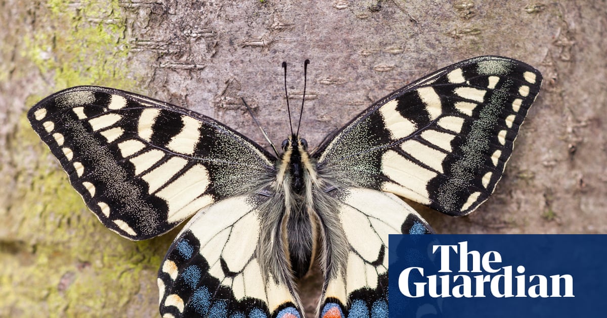 British swallowtail split from European cousins much earlier than thought, study finds
