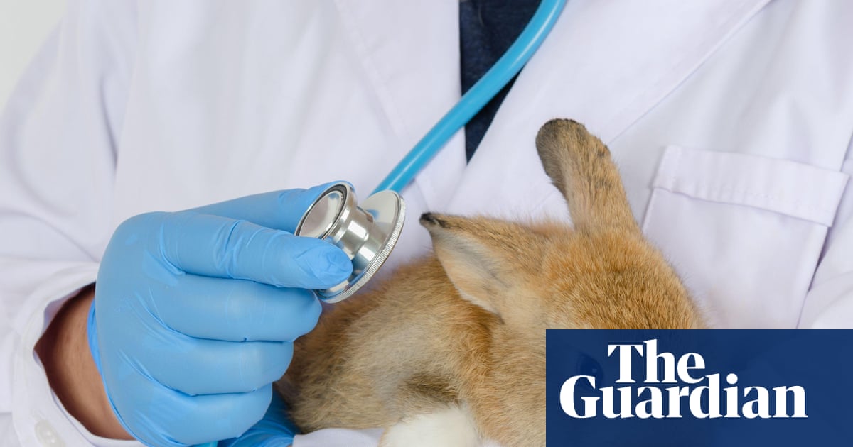 UK vets face crackdown over fees as pet owners ‘left in the dark’ on bills