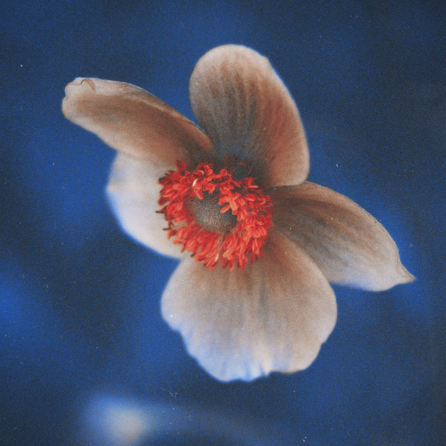 Anemone Symphony