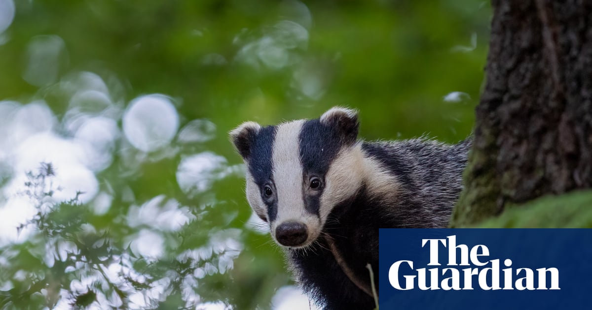 Too many holes! Why badgers are digging up Britain’s lovingly maintained golf courses