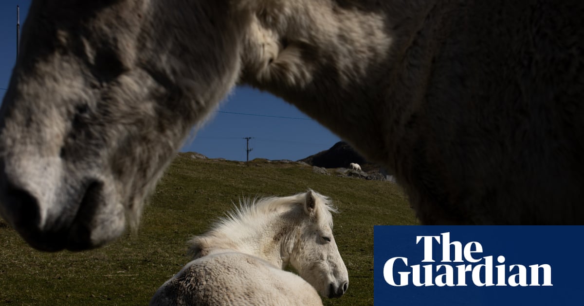 The endangered native ponies of Eriskay in the Outer Hebrides – a photo essay