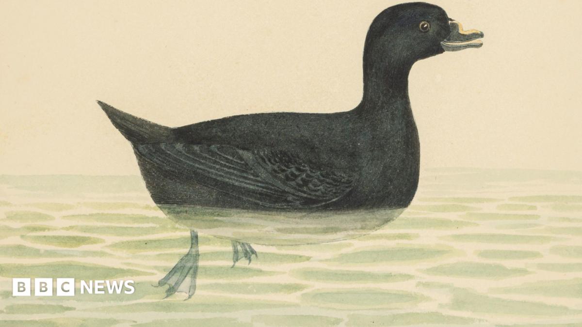 Original watercolours by William Weston Young expected to fetch up to £25,000 at auction