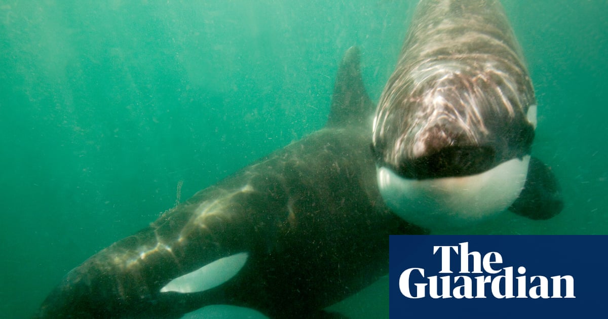 Orcas seen ramming prey so hard it explodes may be playing game