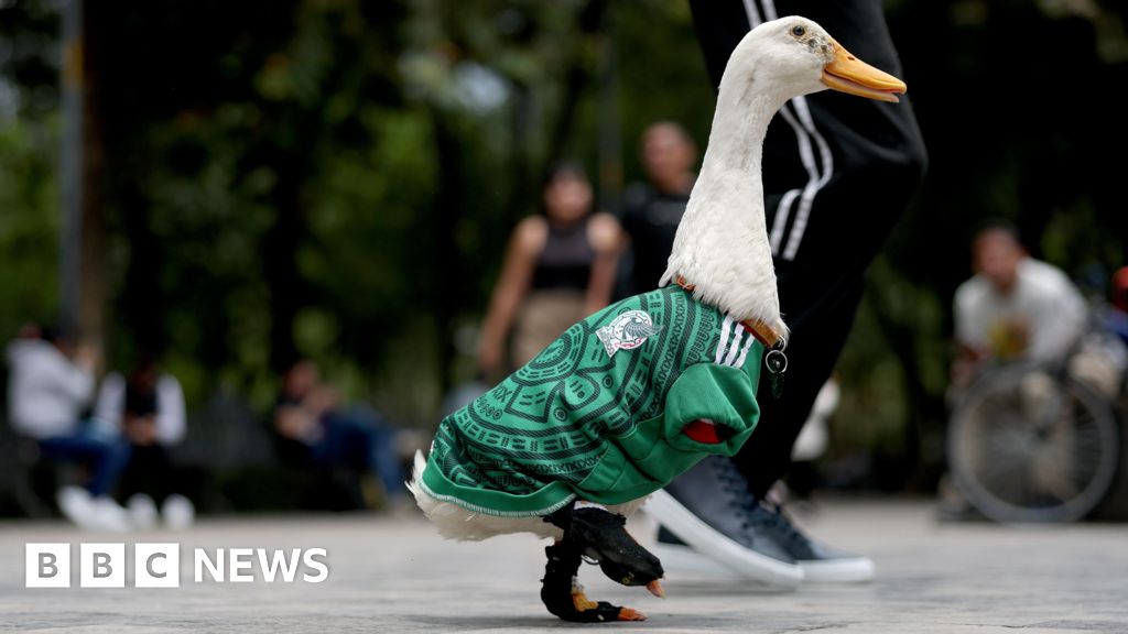 Meet Merlin the Duck: Mexico's World Cup 'ambassador'