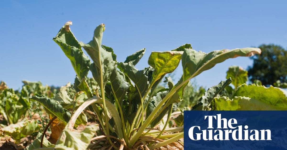 Most of UK’s essential food supply grown in drought-risk areas, report warns