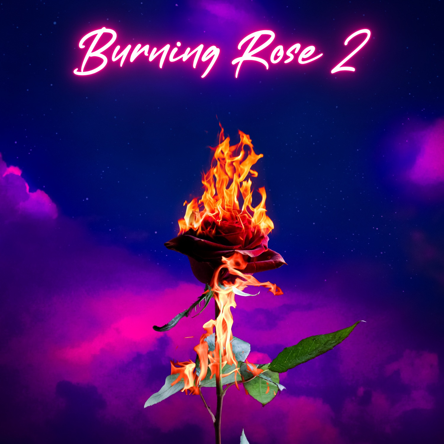 Burning Rose 2