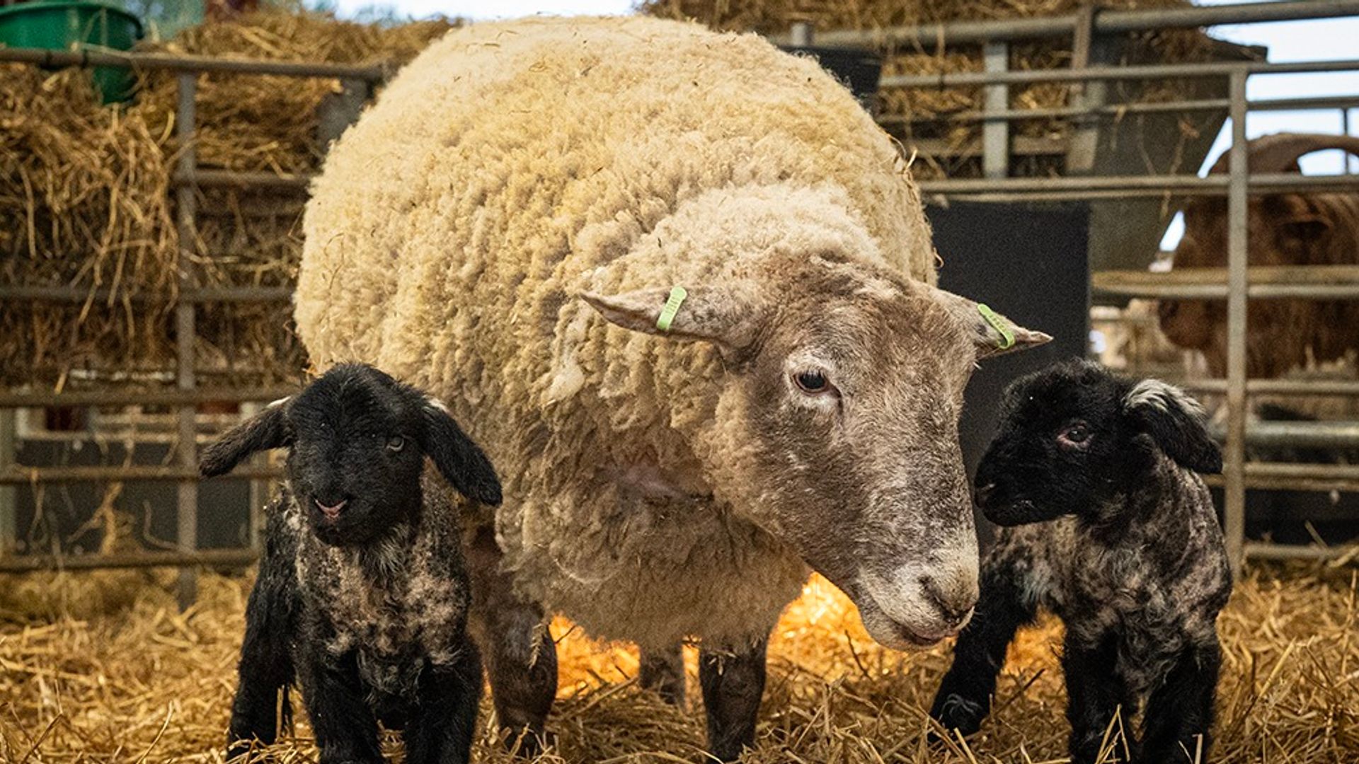'Britain's loneliest sheep' gives birth for first time