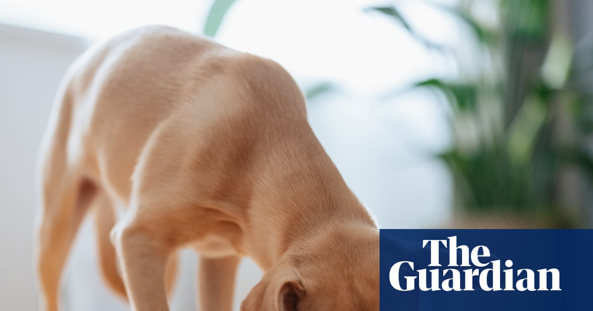 Dog food recalled in UK after reports of pets losing their sight