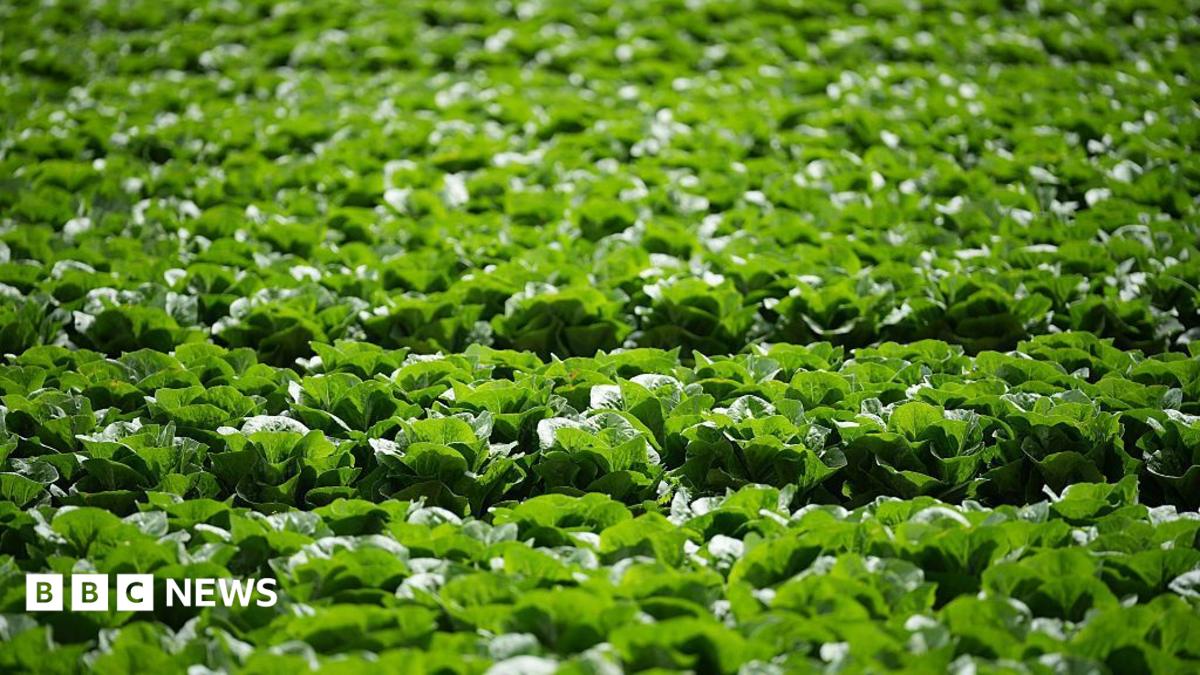 Millions of lettuces ruined by UK aphid outbreak