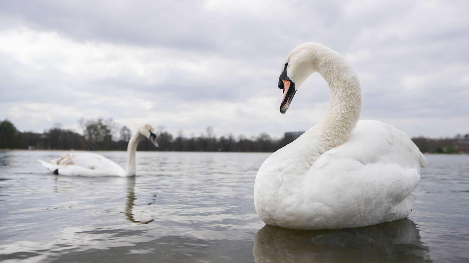 Thirty dead swans found amid 'suspected avian flu outbreak'