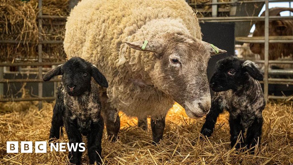 Britain's 'loneliest' sheep gives birth to first lambs