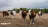 First human case of Shamonda virus detected in France, officials say