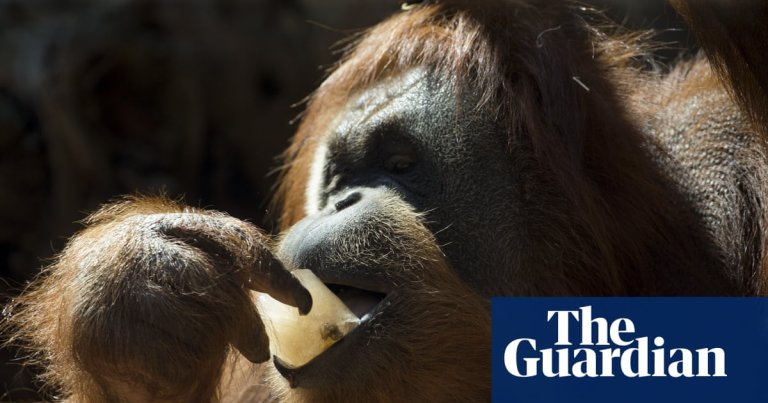 Photo : powerpopradio.com Les orangs-outans préfèrent les aliments liés aux rires, selon l'Indiana University